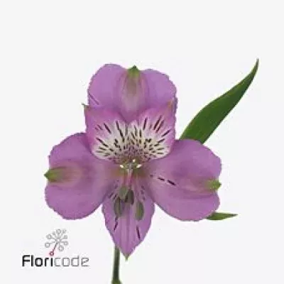 Alstromérie GALAXY 130g