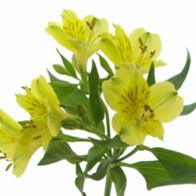 Alstromérie GOLD 60 g