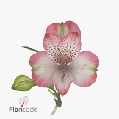 Alstromérie HILTON 120g