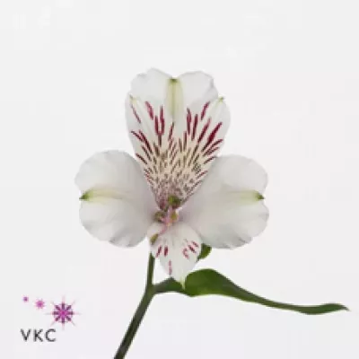 Alstromérie HIMALAYA 70g