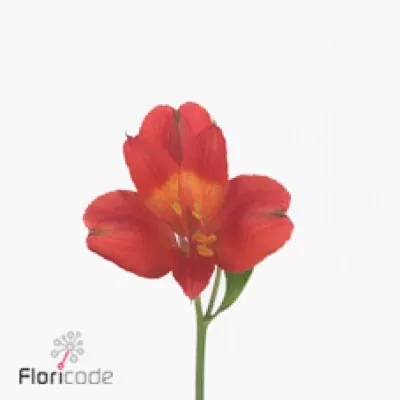 Alstromérie HOT FLAME 60g