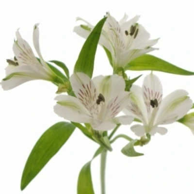 Alstromérie ICY MIST