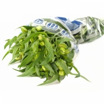 Alstromérie ICY MIST