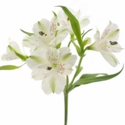 Alstromérie ICY MIST