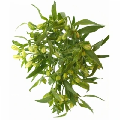 Alstromérie ICY MIST