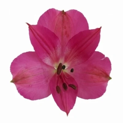 Alstromérie INTENZ DARK PINK 70g