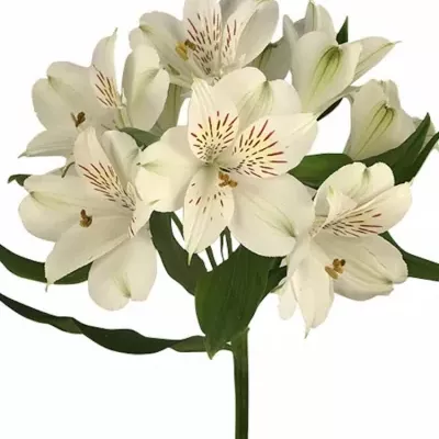 Alstromérie JENNIFER 70g