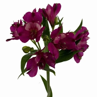 Alstromérie KIMORA 90 g