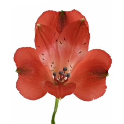 Alstromérie LAMBADA 60 g