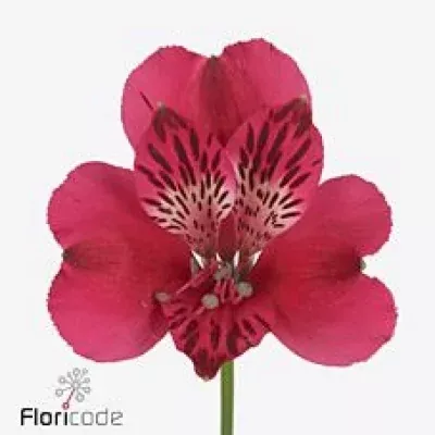 Alstromérie LUCIA 85g