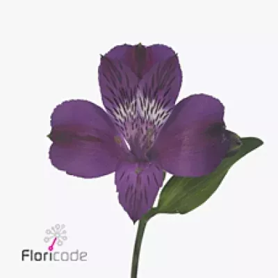 Alstromérie MARLIN 80g