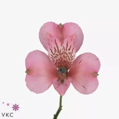 Alstromérie MILANO 70g