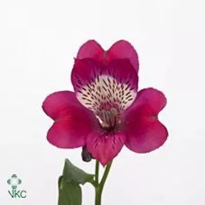 Alstromérie MIRAGE 55g