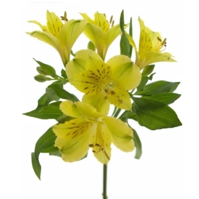 Alstromérie MORNING STAR