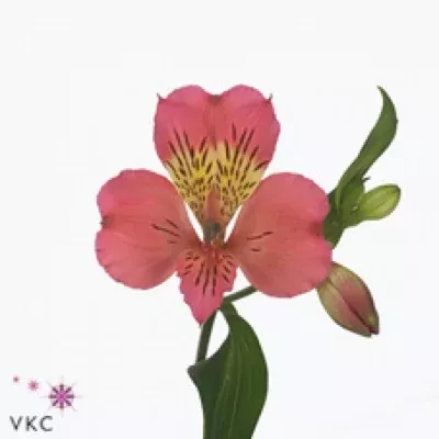 Alstromérie NORA 60g