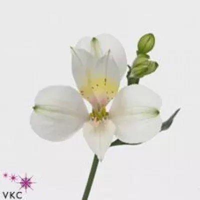 Alstromérie PATAGONIA 60g