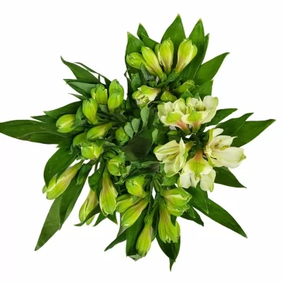 Alstromérie PEARL BELL