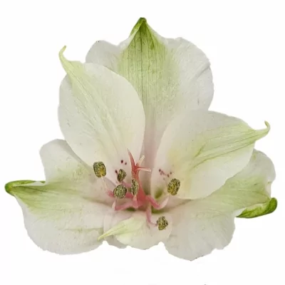 Alstromérie PEARL BELL 85g