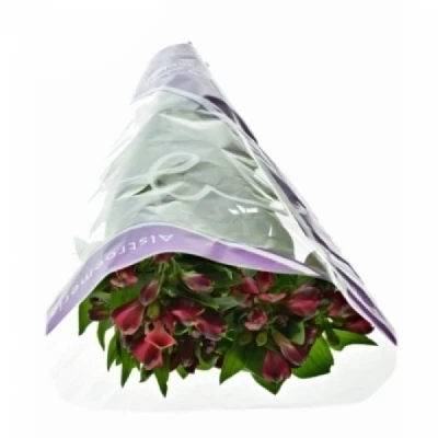 Alstromérie RED QUEEN