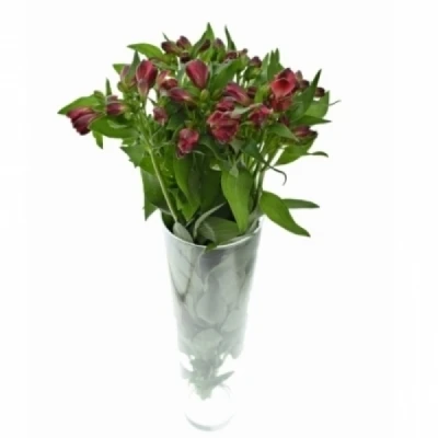 Alstromérie RED QUEEN