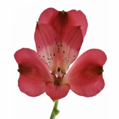 Alstromérie RED QUEEN