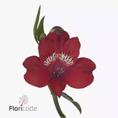 Alstromérie SANTA FE 65g