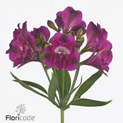 Alstromérie SHINY PURPLE 70g