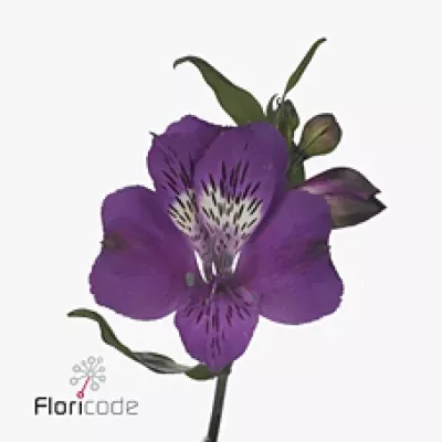 Alstromérie SINCLAR 65g