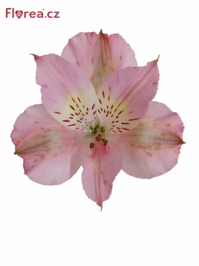 Alstromeria STEPHANIE