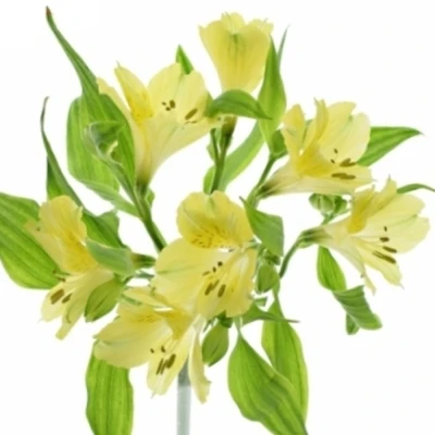 Alstromérie SUNLINE