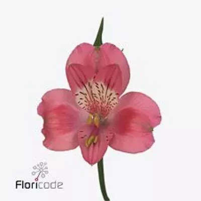 Alstromérie TEMPTATION 60g