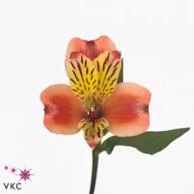 Alstromérie TORONTO