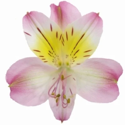 Alstromérie TRUE DREAM 85 g