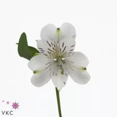 Alstromérie VANCOUVER