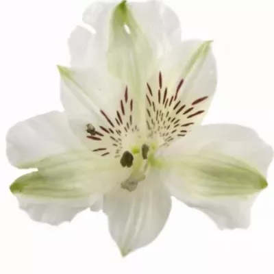 Alstromérie VIRGIN QUEEN 75g