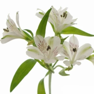 Alstromérie VIRGINIA