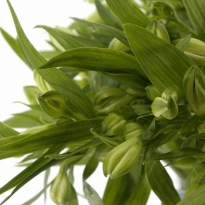 Alstromérie VIRGINIA