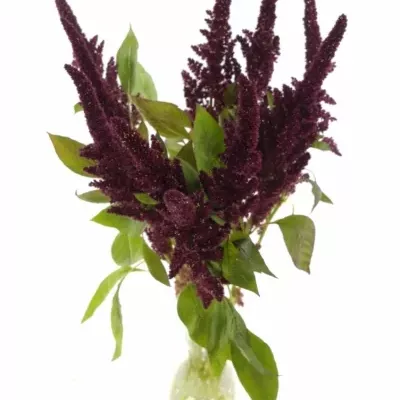 Amaranthus ROOT 