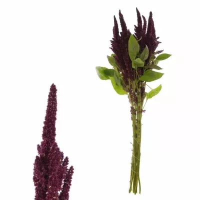 Amaranthus ROOT 