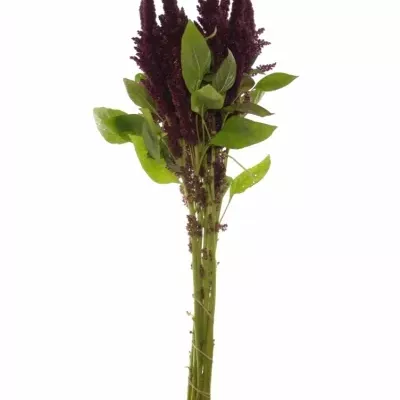 Amaranthus ROOT 