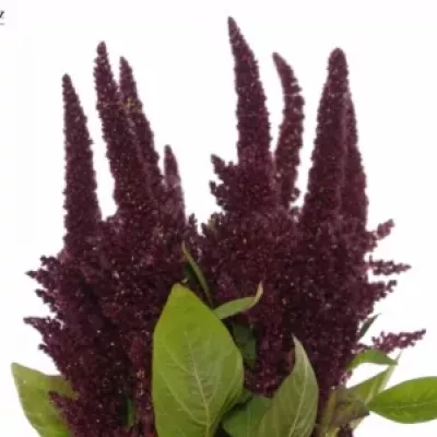 Amaranthus ROOT 