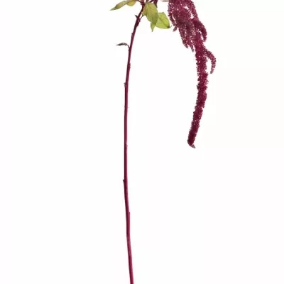 Amarantus C LOVE LIES BLEEDING 60cm