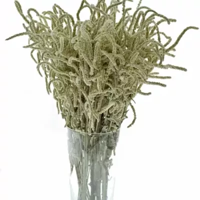Amarantus YEARMING DESERT 50cm