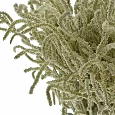 Amarantus YEARMING DESERT 50cm