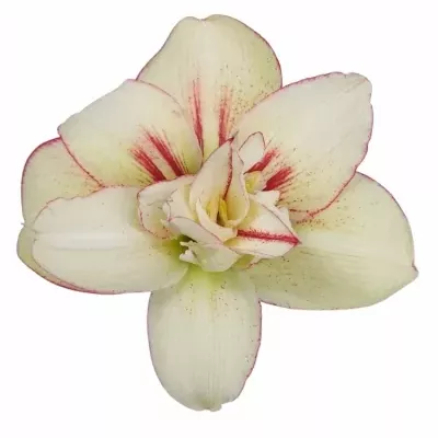 Amarylis DG IRINIA 80 cm / 4 kv / 16 box