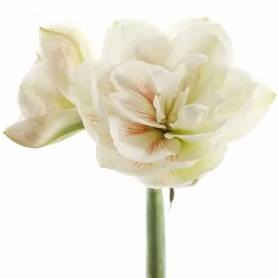 Amarylis DG NYMPH 70cm/4kv/12box