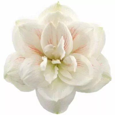 Amarylis DG NYMPH 60cm/4kv/15box