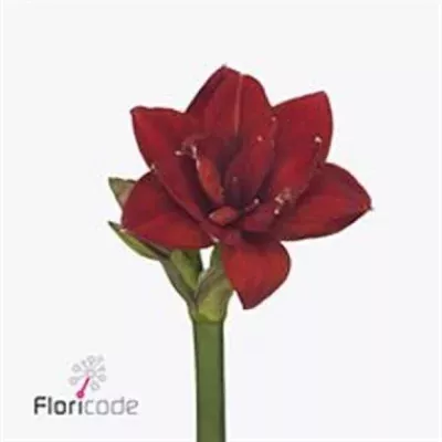 Amarylis DG RED GLORY 60cm/4kv/15box