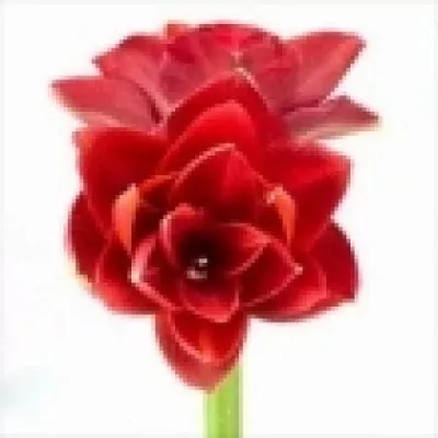 Amarylis DG RED NYMPH 70cm/3kv/12box