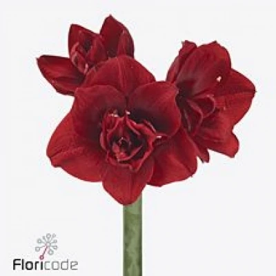 Amarylis DG RED SYMPHONY 75cm/3kv/15box